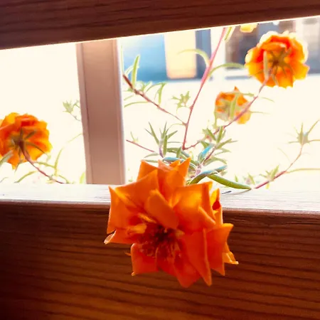 Taja Vortex Kemping *