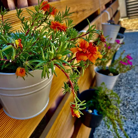 Taja Vortex Campeggio