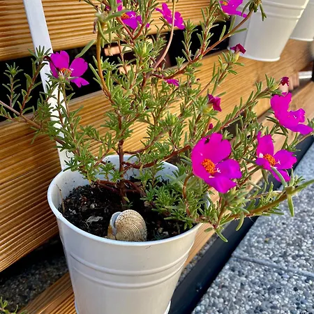 Taja Vortex مكان تخييم *