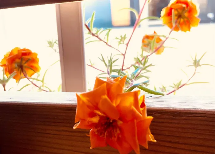 Taja Vortex Camping *