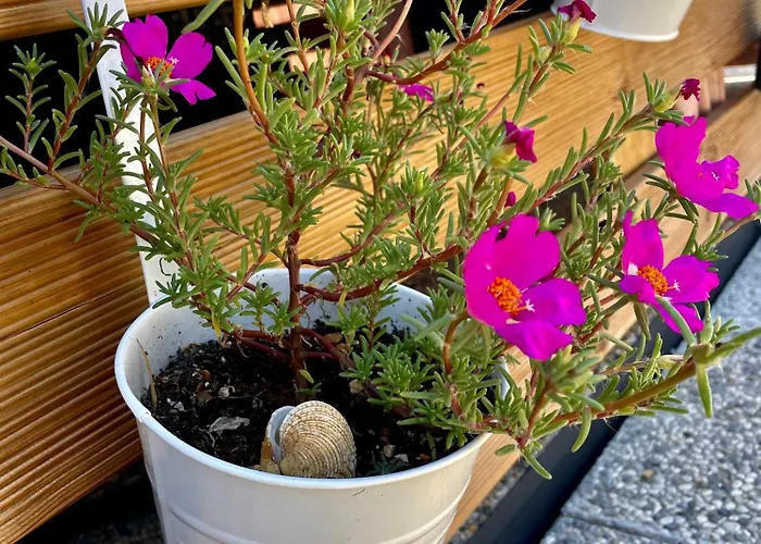 Taja Vortex Camping *